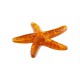 Colgante de Resina Estrella de Mar 38/6mm