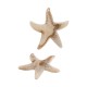 Colgante de Acrílico Estrella de Mar 43x41mm/9mm Ø1.5mm