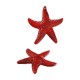 Colgante de Acrílico Estrella de Mar 43x41mm/9mm Ø1.5mm