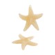 Colgante de Acrílico Estrella de Mar 43x41mm/9mm Ø1.5mm