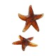Colgante de Acrílico Estrella de Mar 43x41mm/9mm Ø1.5mm
