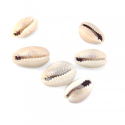 Concha Natural ~10x14mm (~90-110pcs/pack)